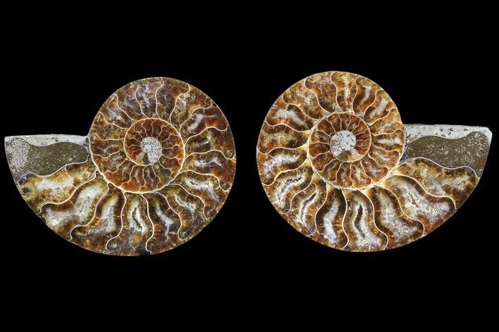 Cut & Polished Ammonite Fossil - Agatized #82270